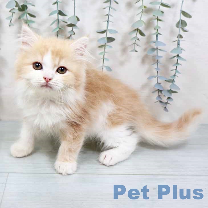 大阪府のミヌエット (ペットプラス りんくう泉南店/2025年10月14日生まれ/男の子/クリームタビーホワイト)の子猫の1枚目の画像