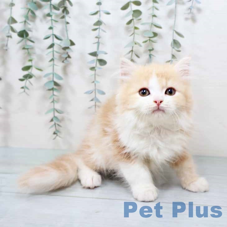 大阪府のミヌエット (ペットプラス りんくう泉南店/2025年10月14日生まれ/男の子/クリームタビーホワイト)の子猫の2枚目の画像