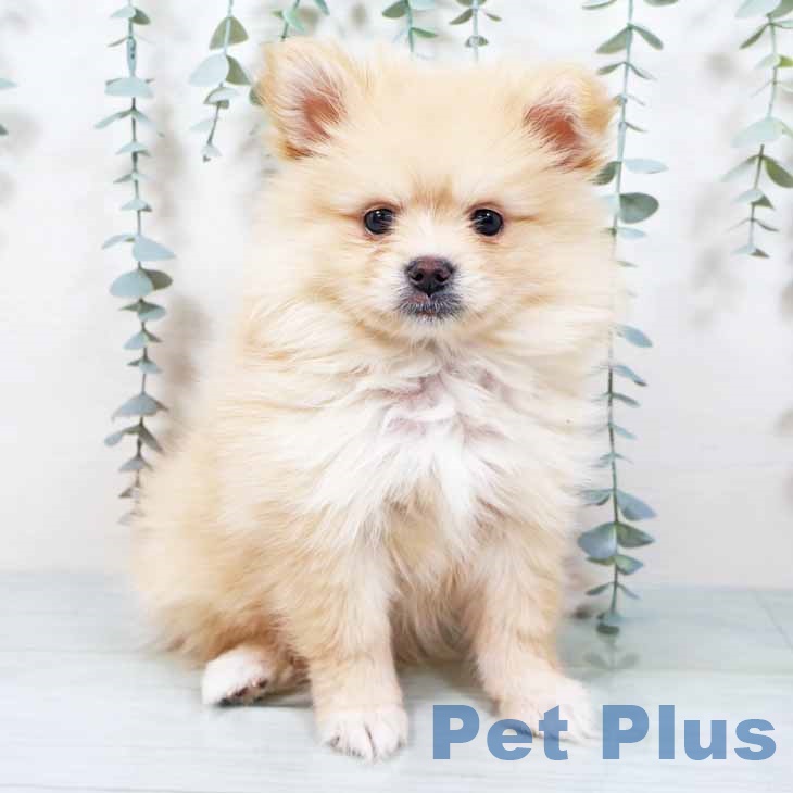 新潟県のポメラニアン (ペットプラス 新潟青山店/2025年10月28日生まれ/女の子/クリーム)の子犬の1枚目の画像