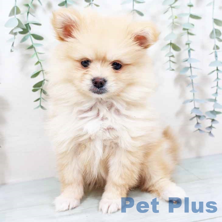 新潟県のポメラニアン (ペットプラス 新潟青山店/2025年10月28日生まれ/女の子/クリーム)の子犬の2枚目の画像