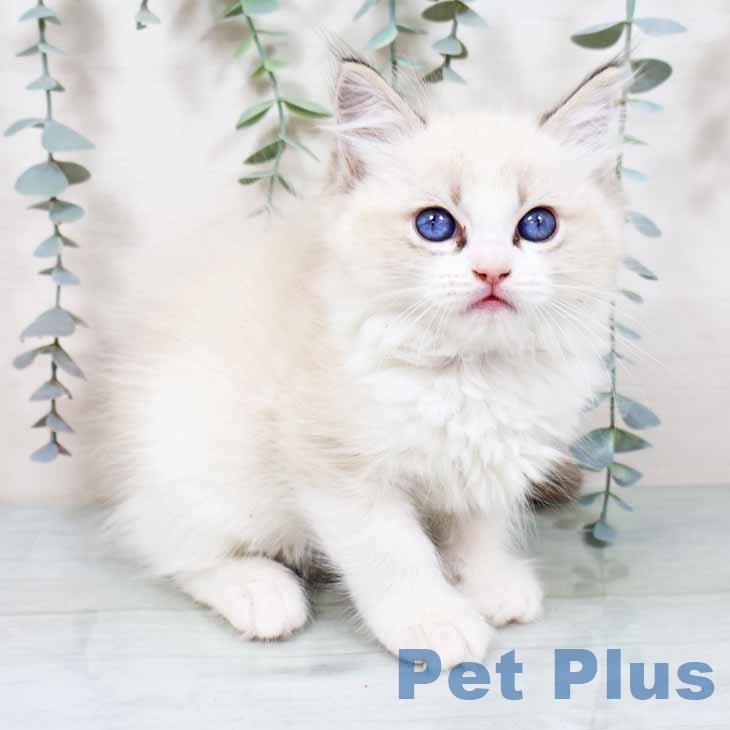 兵庫県のラグドール (ペットプラス 神戸三宮店/2025年10月23日生まれ/男の子/シールリンクスポイントバイカラー)の子猫の1枚目の画像