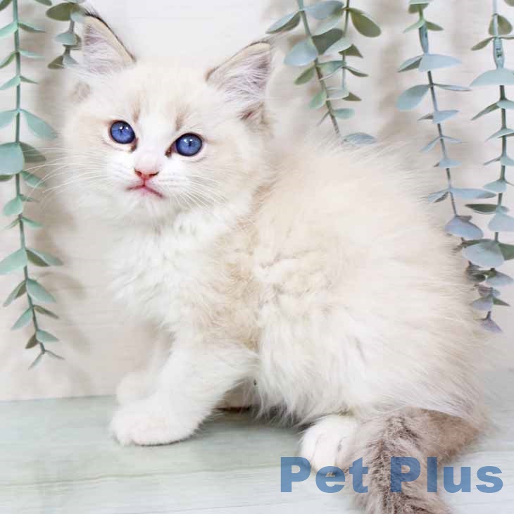 兵庫県のラグドール (ペットプラス 神戸三宮店/2025年10月23日生まれ/男の子/シールリンクスポイントバイカラー)の子猫の2枚目の画像