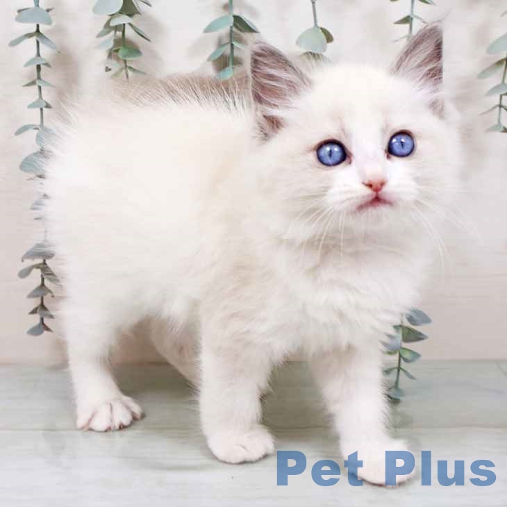 愛媛県のラグドール (ペットプラス 新居浜店/2025年10月23日生まれ/男の子/ブルーポイントバイカラー)の子猫の2枚目の画像