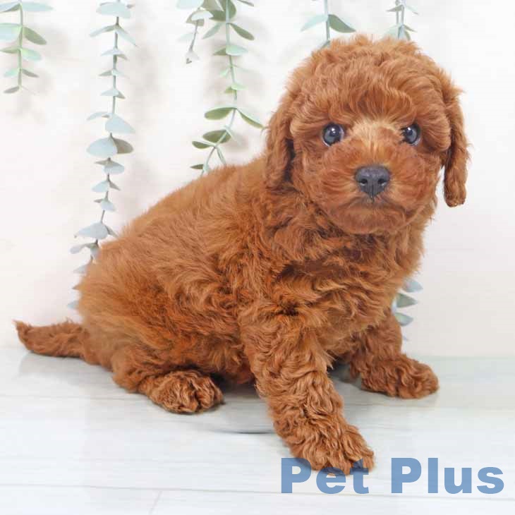 京都府のトイプードル(トイ) (ペットプラス 醍醐店/2025年10月28日生まれ/男の子/レッドフォーン)の子犬の1枚目の画像