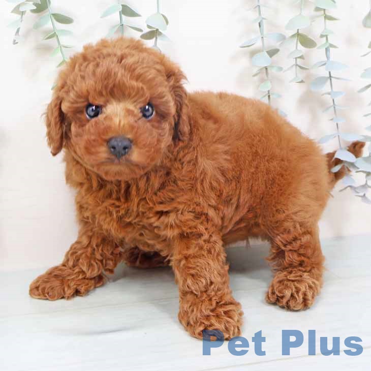 京都府のトイプードル(トイ) (ペットプラス 醍醐店/2025年10月28日生まれ/男の子/レッドフォーン)の子犬の2枚目の画像