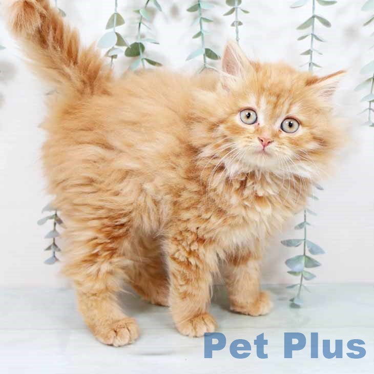 岡山県のラガマフィン (ペッツワン 岡山南店/2025年10月28日生まれ/女の子/レッドタビー)の子猫の1枚目の画像