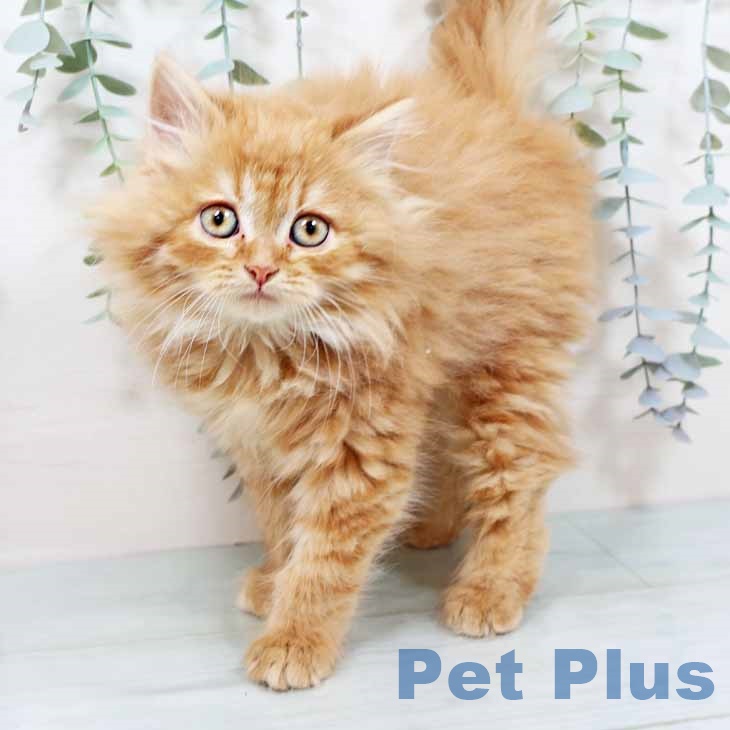 岡山県のラガマフィン (ペッツワン 岡山南店/2025年10月28日生まれ/女の子/レッドタビー)の子猫の2枚目の画像