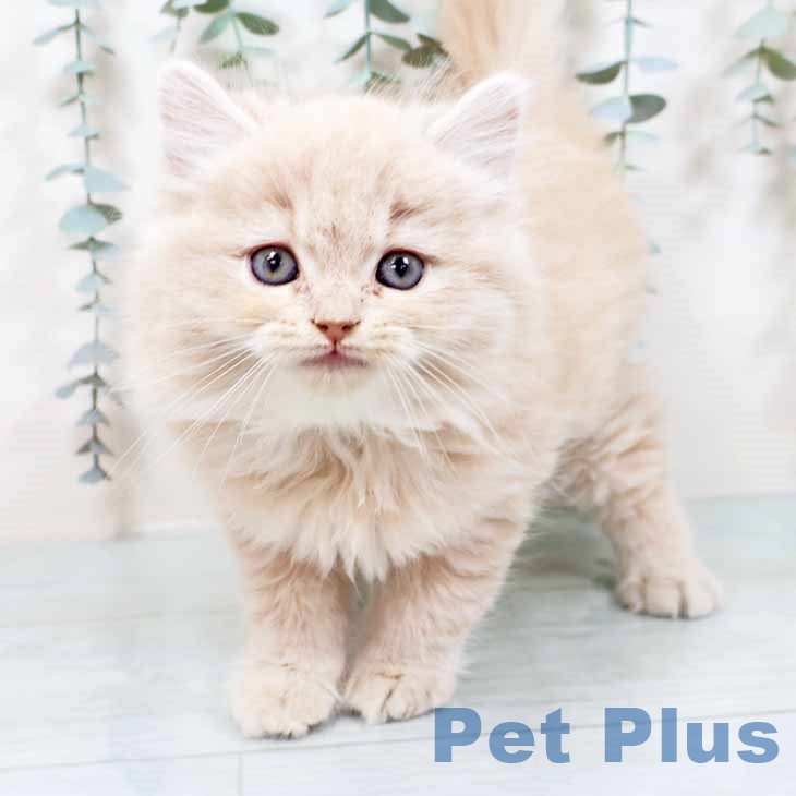 京都府のラガマフィン (ペットプラス 京都桂川店/2025年10月28日生まれ/男の子/クリームタビー)の子猫の1枚目の画像