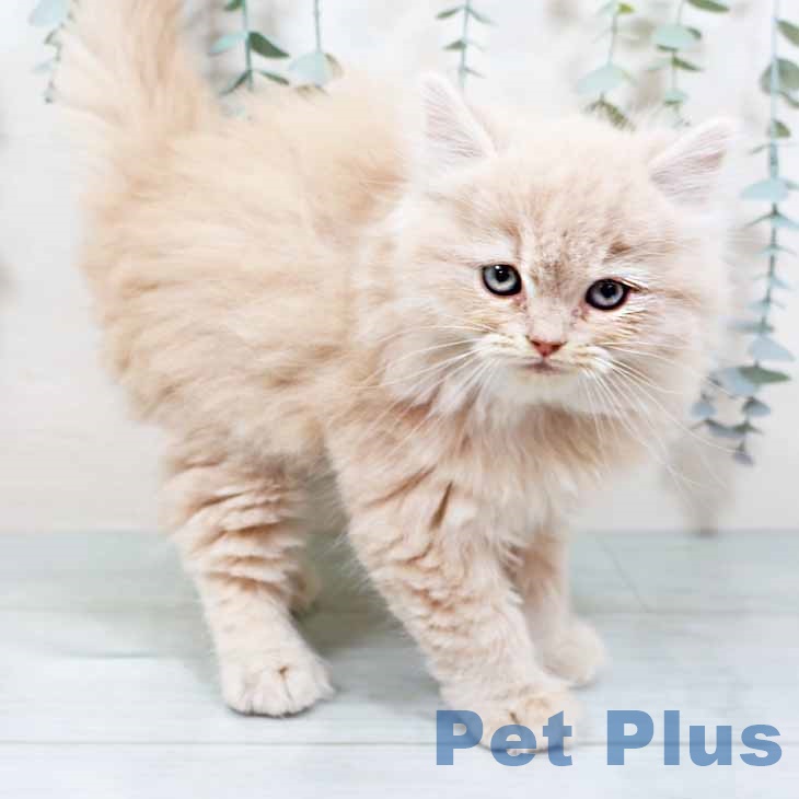 京都府のラガマフィン (ペットプラス 京都桂川店/2025年10月28日生まれ/男の子/クリームタビー)の子猫の2枚目の画像