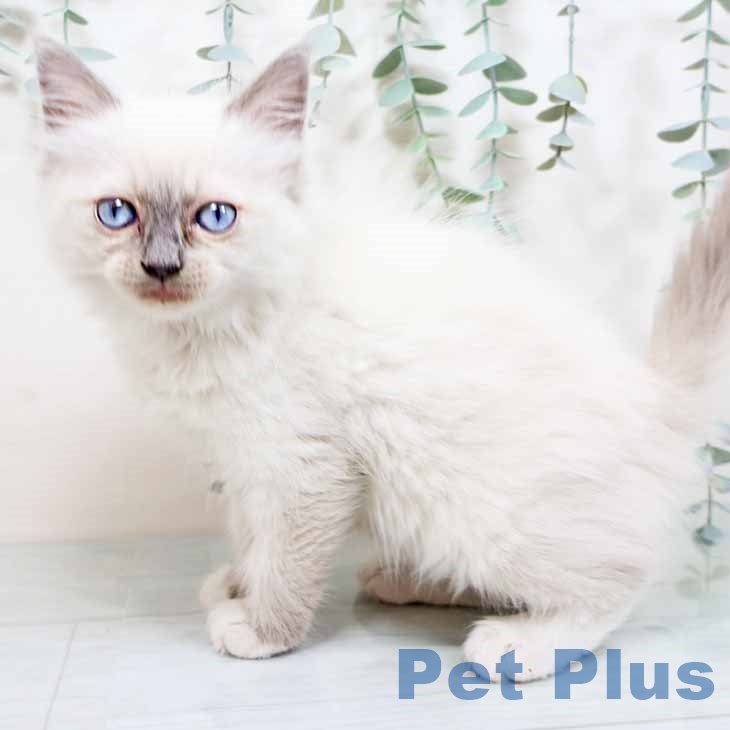 香川県のラグドール (ペットプラス 高松店/2025年10月20日生まれ/女の子/ブルーポイントミテッド)の子猫の1枚目の画像