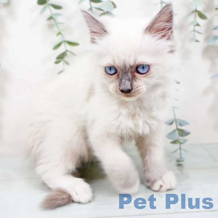 香川県のラグドール (ペットプラス 高松店/2025年10月20日生まれ/女の子/ブルーポイントミテッド)の子猫の2枚目の画像