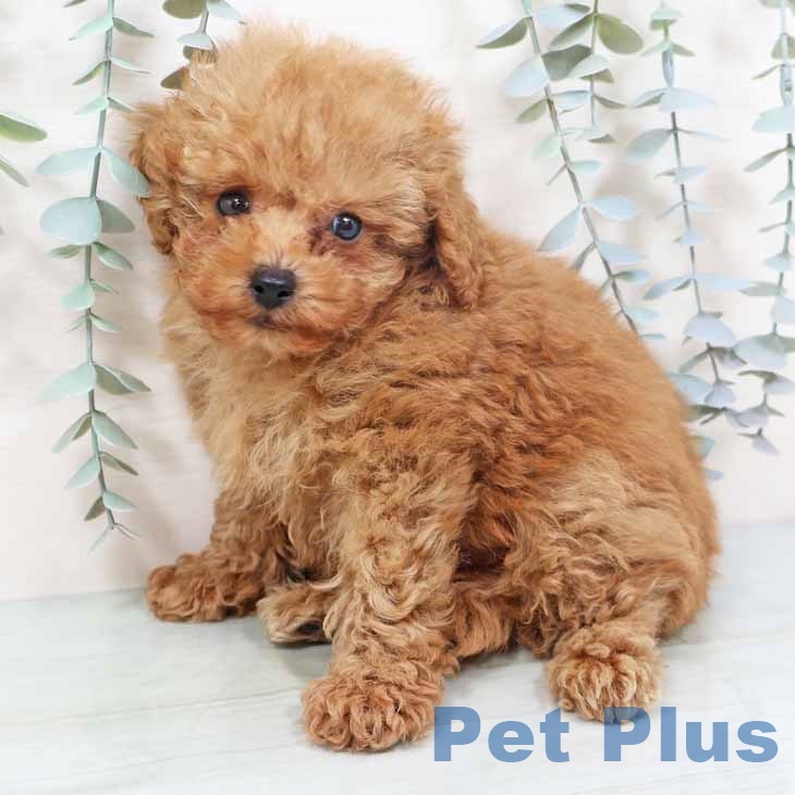 京都府のトイプードル(トイ) (ペットプラス イオンモールKYOTO店/2025年10月28日生まれ/男の子/レッドフォーン)の子犬の1枚目の画像