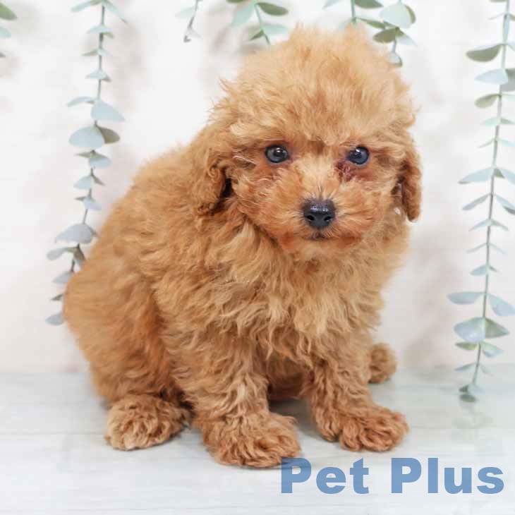 京都府のトイプードル(トイ) (ペットプラス イオンモールKYOTO店/2025年10月28日生まれ/男の子/レッドフォーン)の子犬の2枚目の画像