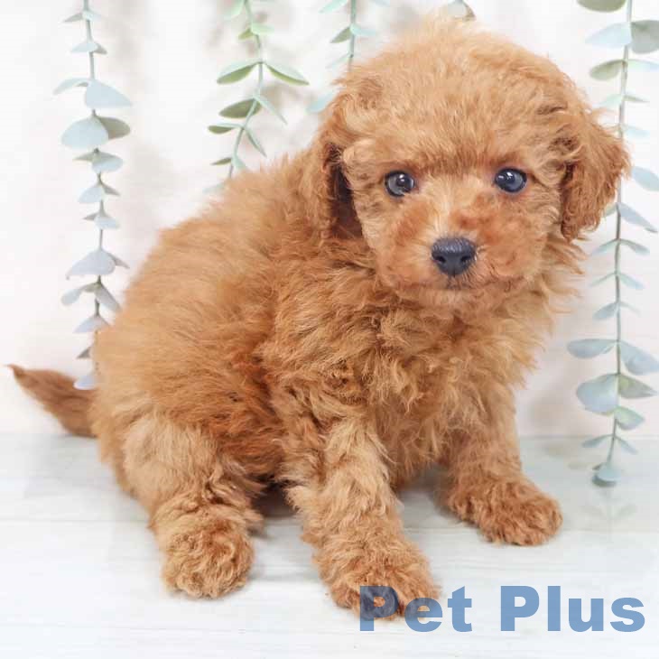 京都府のトイプードル(トイ) (ペットプラス 京都桂川店/2025年10月28日生まれ/女の子/レッドフォーン)の子犬の1枚目の画像