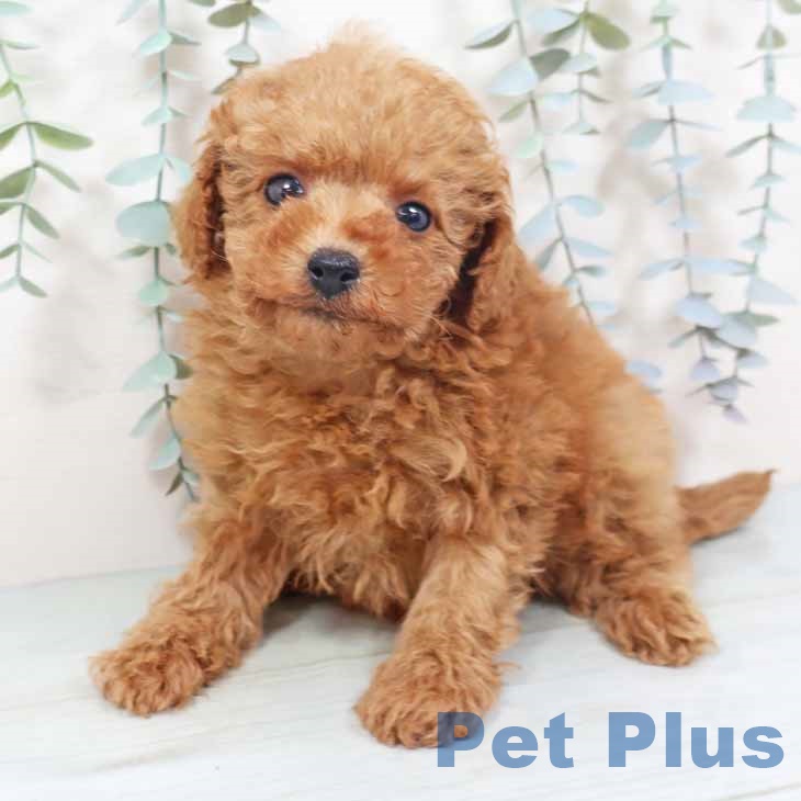 京都府のトイプードル(トイ) (ペットプラス 京都桂川店/2025年10月28日生まれ/女の子/レッドフォーン)の子犬の2枚目の画像