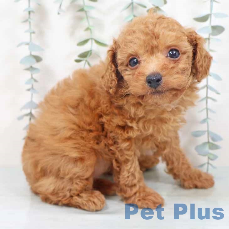 奈良県のトイプードル(トイ) (ペットプラス 大和郡山店/2025年10月28日生まれ/女の子/レッドフォーン)の子犬の1枚目の画像