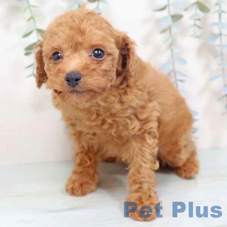 奈良県のトイプードル(トイ) (ペットプラス 大和郡山店/2025年10月28日生まれ/女の子/レッドフォーン)の子犬の2枚目の画像