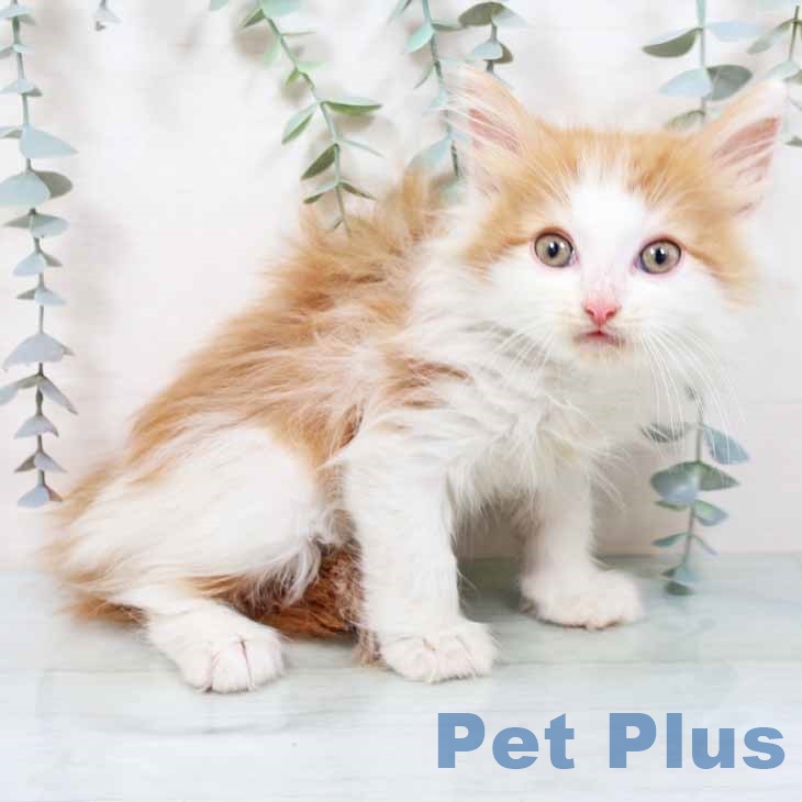 徳島県のノルウェージャンフォレストキャット (ペットプラス 徳島店/2025年10月27日生まれ/男の子/レッドタビーホワイト)の子猫の1枚目の画像