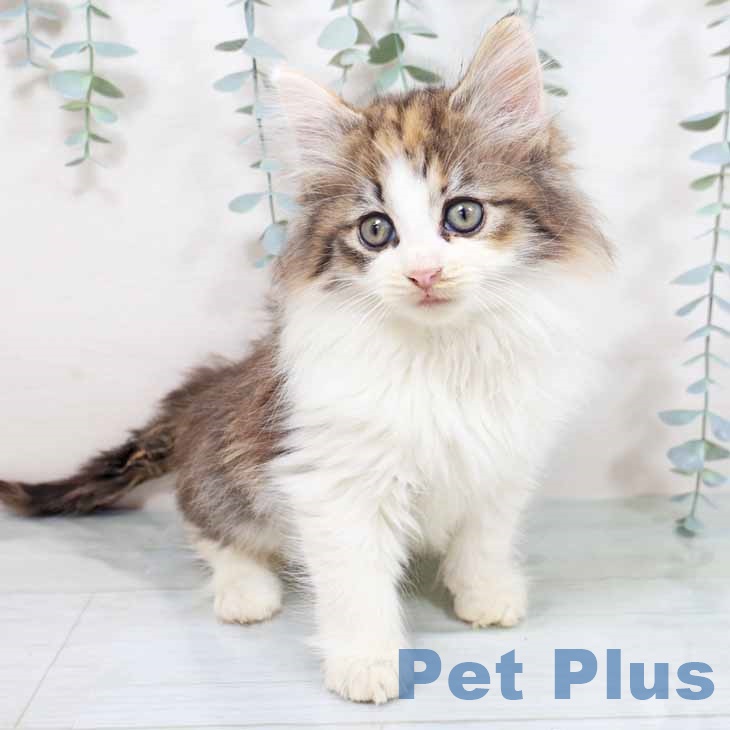 大阪府のノルウェージャンフォレストキャット (ペットプラス りんくう泉南店/2025年10月20日生まれ/女の子/ブラウンパッチドタビーホワイト)の子猫の1枚目の画像