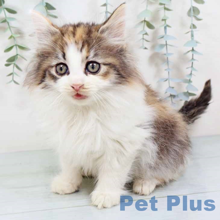 大阪府のノルウェージャンフォレストキャット (ペットプラス りんくう泉南店/2025年10月20日生まれ/女の子/ブラウンパッチドタビーホワイト)の子猫の2枚目の画像