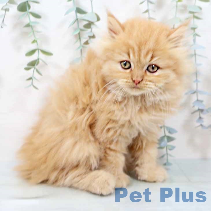 大阪府のミヌエット (ペットプラス 堺鉄砲町店/2025年10月28日生まれ/男の子/レッドタビー)の子猫の1枚目の画像