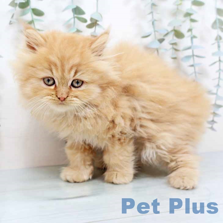 大阪府のミヌエット (ペットプラス 堺鉄砲町店/2025年10月28日生まれ/男の子/レッドタビー)の子猫の2枚目の画像