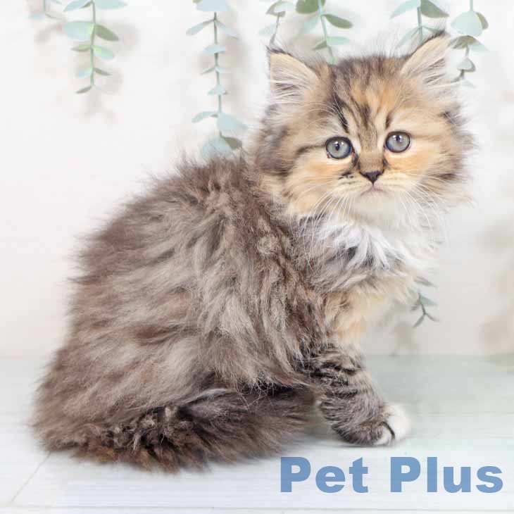 大阪府のミヌエット (ペットプラス 大阪ドームシティ店/2025年10月28日生まれ/女の子/ブラウンパッチドタビーホワイト)の子猫の1枚目の画像