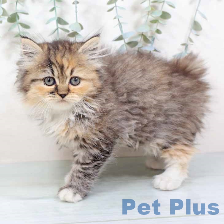 大阪府のミヌエット (ペットプラス 大阪ドームシティ店/2025年10月28日生まれ/女の子/ブラウンパッチドタビーホワイト)の子猫の2枚目の画像