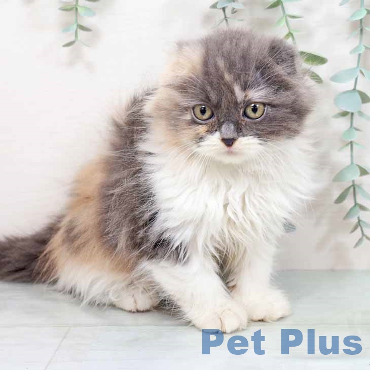 大阪府のスコティッシュフォールド (ペットプラス りんくう泉南店/2025年10月20日生まれ/女の子/ブルーパッチドタビーホワイト)の子猫の1枚目の画像
