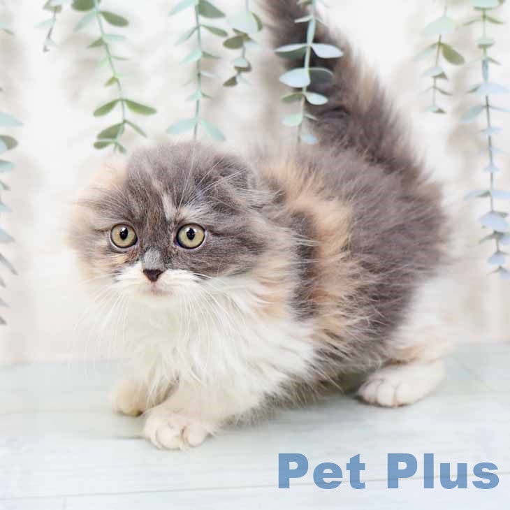 大阪府のスコティッシュフォールド (ペットプラス りんくう泉南店/2025年10月20日生まれ/女の子/ブルーパッチドタビーホワイト)の子猫の2枚目の画像