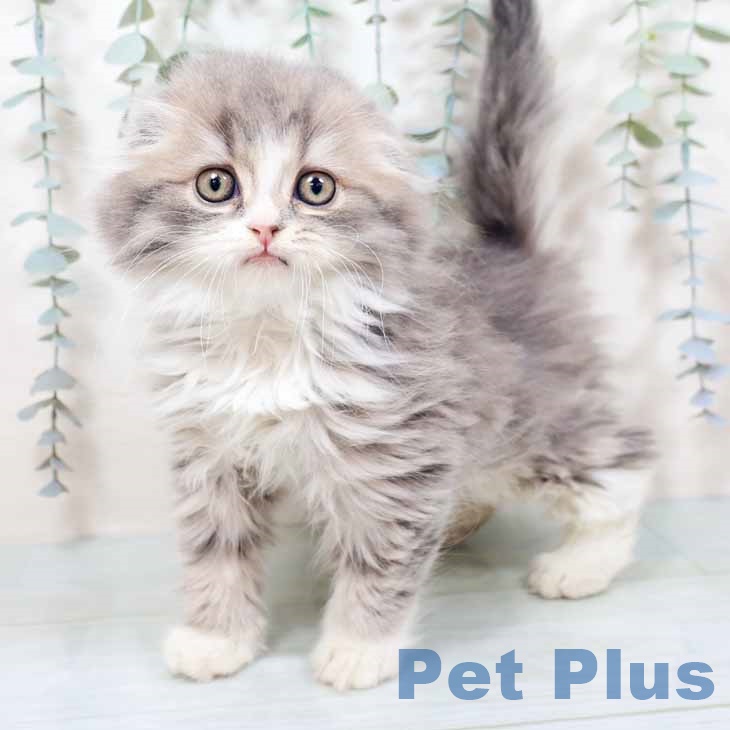 京都府のスコティッシュフォールド (ペットプラス 京都桂川店/2025年10月5日生まれ/女の子/ブルーパッチドタビー)の子猫の1枚目の画像
