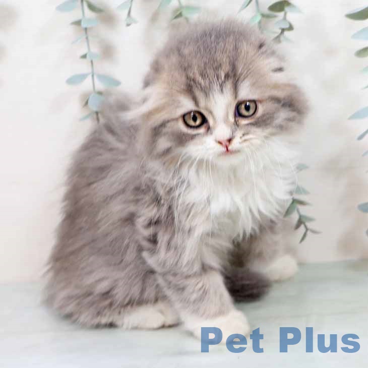 京都府のスコティッシュフォールド (ペットプラス 京都桂川店/2025年10月5日生まれ/女の子/ブルーパッチドタビー)の子猫の2枚目の画像