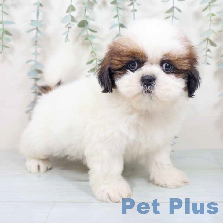 新潟県のシーズー (ペットプラス 新潟南店/2025年10月28日生まれ/男の子/ホワイトゴールド)の子犬の1枚目の画像