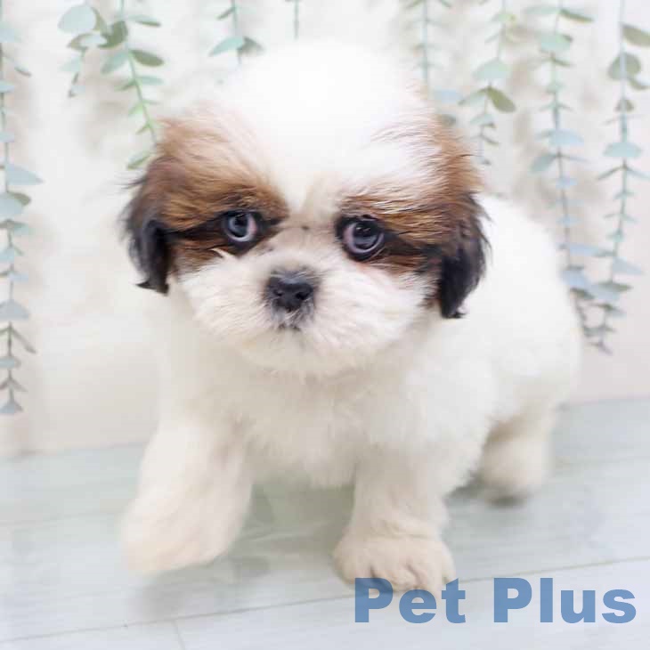 新潟県のシーズー (ペットプラス 新潟南店/2025年10月28日生まれ/男の子/ホワイトゴールド)の子犬の2枚目の画像