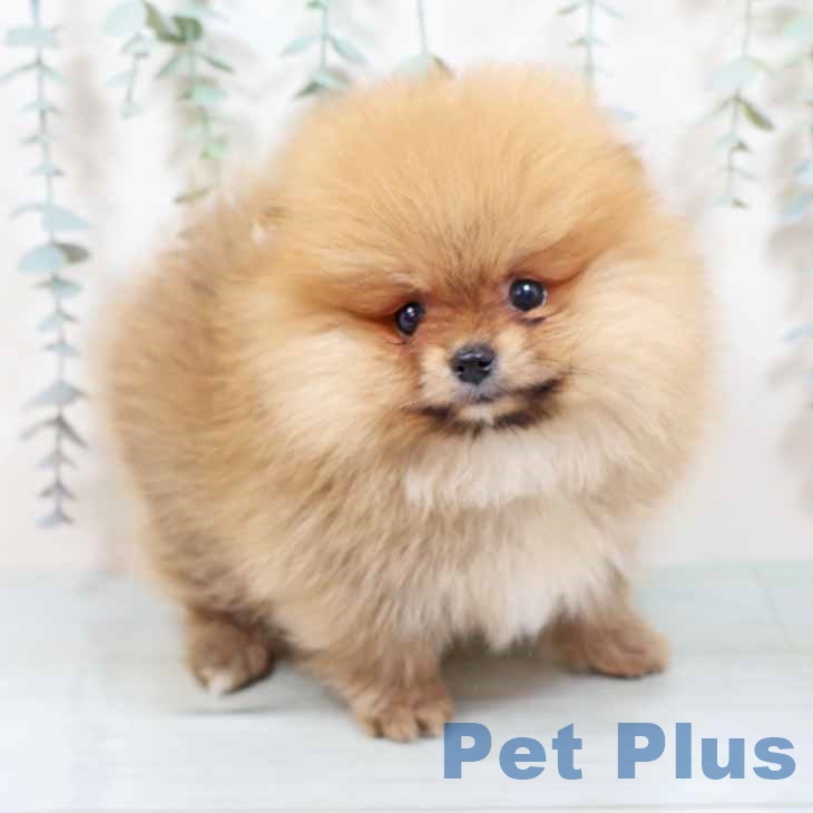 京都府のポメラニアン (ペットプラス 久御山店/2025年10月28日生まれ/女の子/オレンジ)の子犬の1枚目の画像