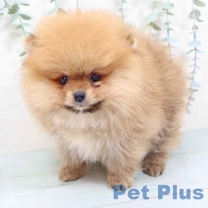 京都府のポメラニアン (ペットプラス 久御山店/2025年10月28日生まれ/女の子/オレンジ)の子犬の2枚目の画像