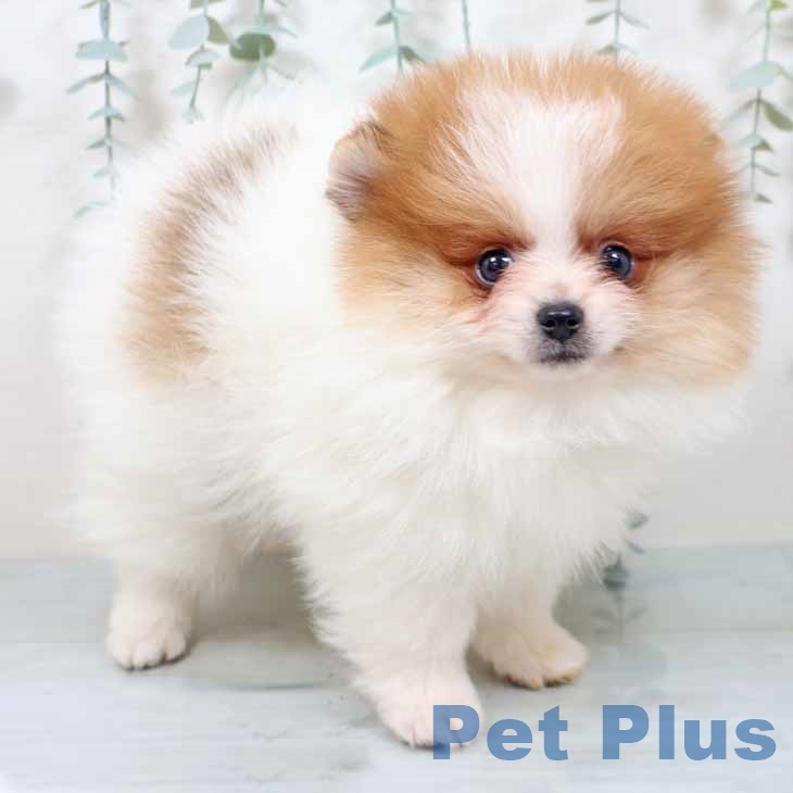 大阪府のポメラニアン (ペットプラス イオン大日店/2025年10月28日生まれ/女の子/パーティーカラー)の子犬の1枚目の画像