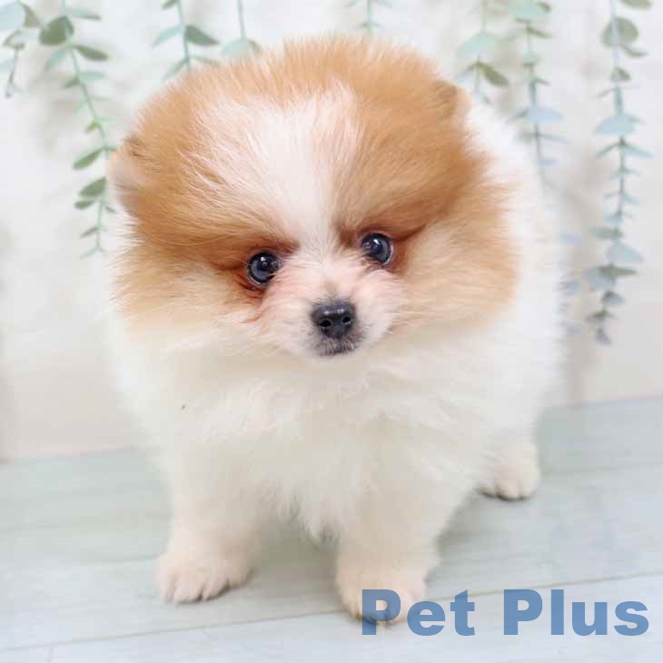大阪府のポメラニアン (ペットプラス イオン大日店/2025年10月28日生まれ/女の子/パーティーカラー)の子犬の2枚目の画像