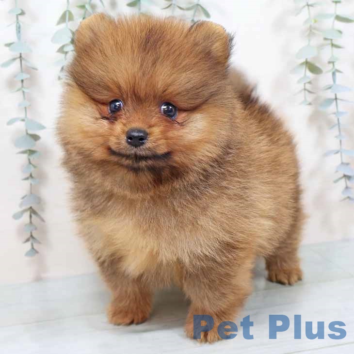 兵庫県のポメラニアン (ペットプラス 明石店/2025年10月28日生まれ/男の子/オレンジ)の子犬の1枚目の画像
