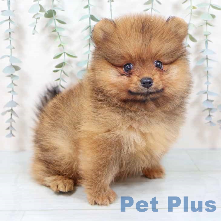 兵庫県のポメラニアン (ペットプラス 明石店/2025年10月28日生まれ/男の子/オレンジ)の子犬の2枚目の画像