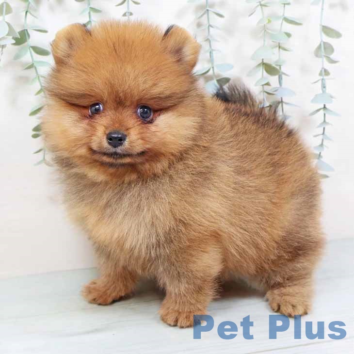 奈良県のポメラニアン (ペットプラス 大和郡山店/2025年10月28日生まれ/男の子/オレンジ)の子犬の1枚目の画像