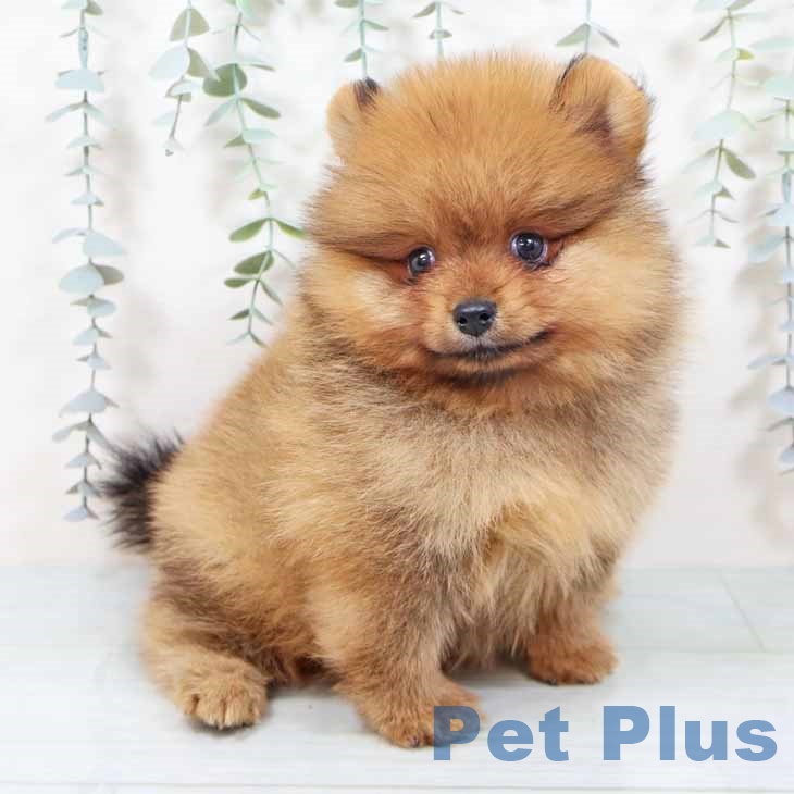 奈良県のポメラニアン (ペットプラス 大和郡山店/2025年10月28日生まれ/男の子/オレンジ)の子犬の2枚目の画像