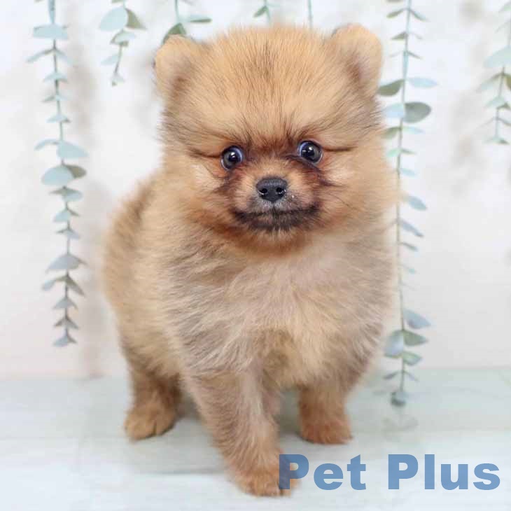 奈良県のポメラニアン (ペットプラス 大和郡山店/2025年10月28日生まれ/男の子/オレンジ)の子犬の1枚目の画像