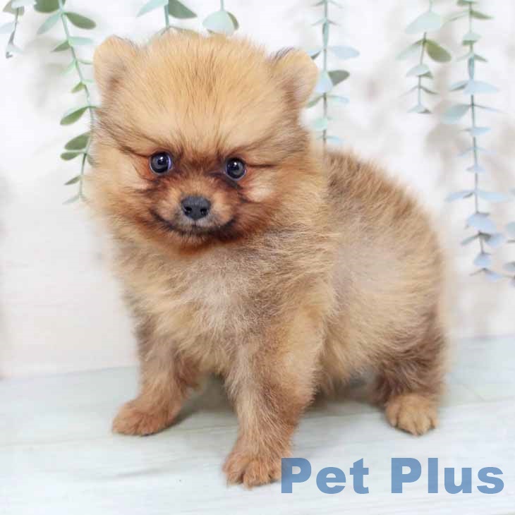 奈良県のポメラニアン (ペットプラス 大和郡山店/2025年10月28日生まれ/男の子/オレンジ)の子犬の2枚目の画像
