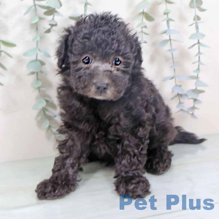 大阪府のトイプードル(トイ) (ペットプラス 堺鉄砲町店/2025年10月27日生まれ/男の子/シルバー)の子犬の1枚目の画像