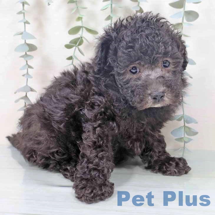 大阪府のトイプードル(トイ) (ペットプラス 堺鉄砲町店/2025年10月27日生まれ/男の子/シルバー)の子犬の2枚目の画像