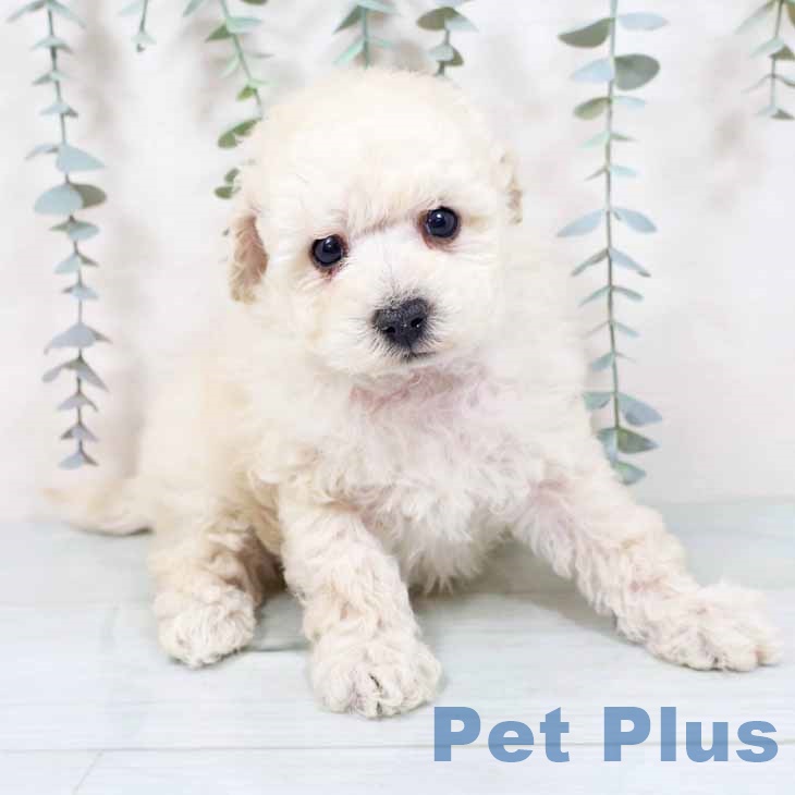 大阪府のトイプードル(トイ) (ペットプラス ららぽーと和泉店/2025年10月27日生まれ/男の子/ホワイト)の子犬