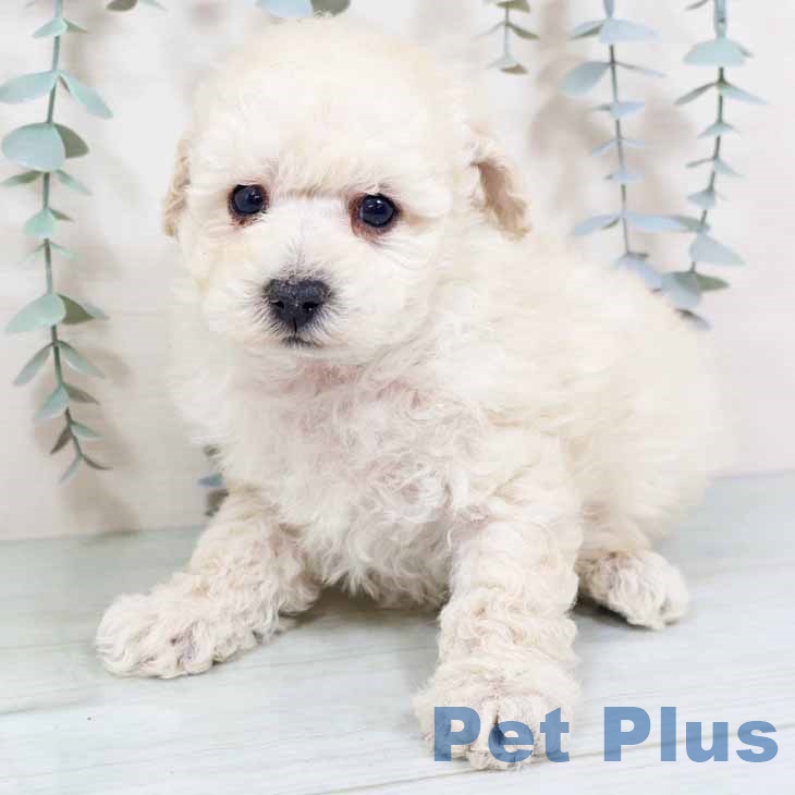 大阪府のトイプードル(トイ) (ペットプラス ららぽーと和泉店/2025年10月27日生まれ/男の子/ホワイト)の子犬の2枚目の画像