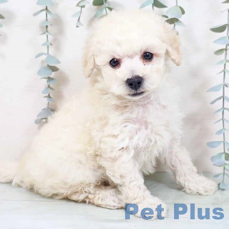 奈良県のトイプードル(トイ) (ペットプラス 大和郡山店/2025年10月27日生まれ/男の子/ホワイト)の子犬の1枚目の画像