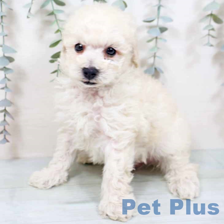 奈良県のトイプードル(トイ) (ペットプラス 大和郡山店/2025年10月27日生まれ/男の子/ホワイト)の子犬の2枚目の画像